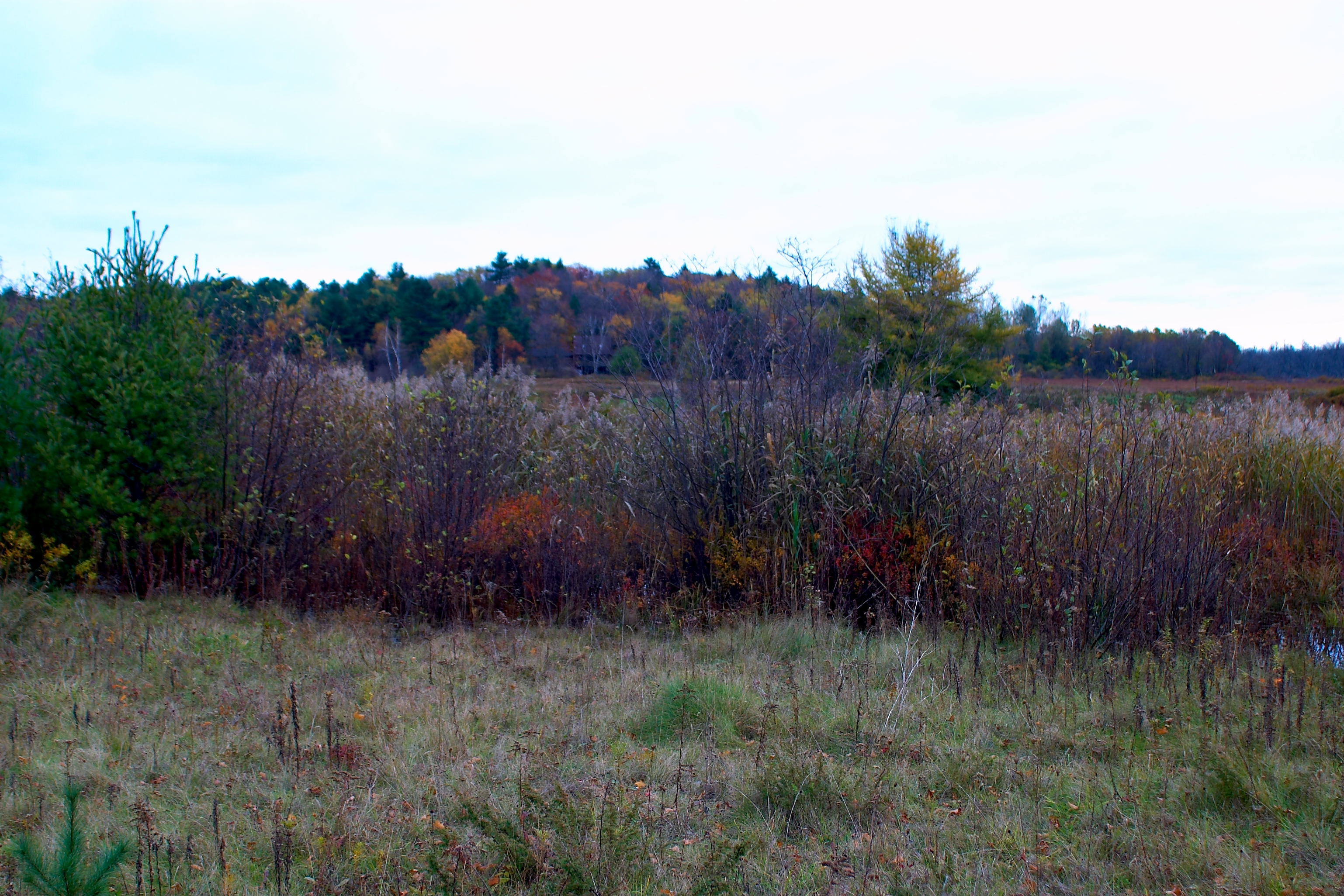 Fall 2004 67CF