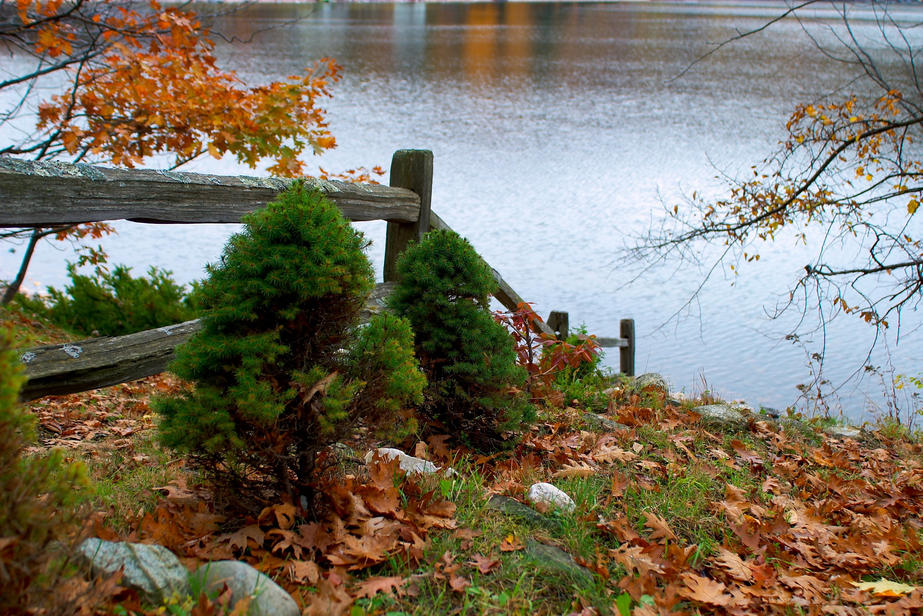 Fall 2004 79CF