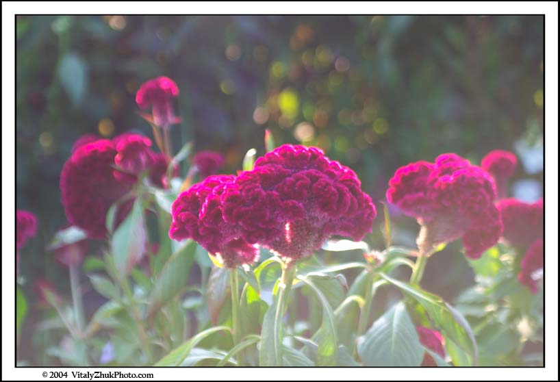 FlowersSouthwick2004 002CWX