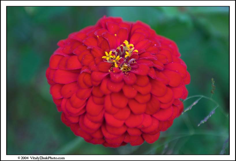 FlowersSouthwick2004 007CWX