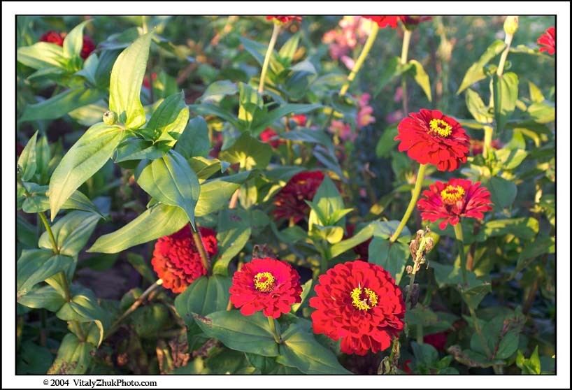 FlowersSouthwick2004 008CWX