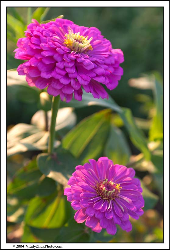 FlowersSouthwick2004 009CWX