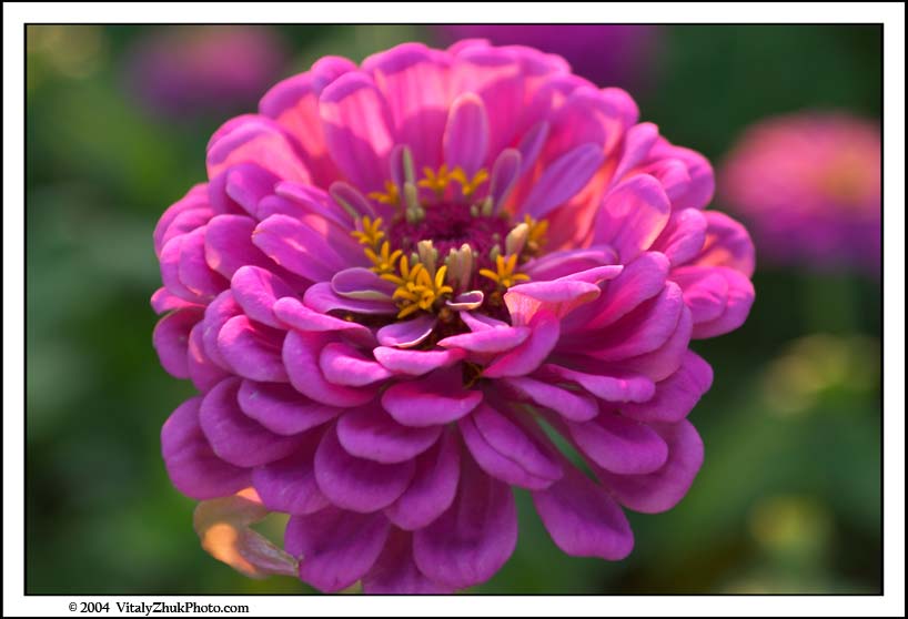 FlowersSouthwick2004 010CWX