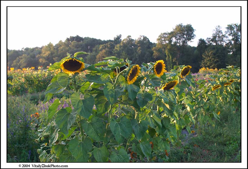 FlowersSouthwick2004 013CWX