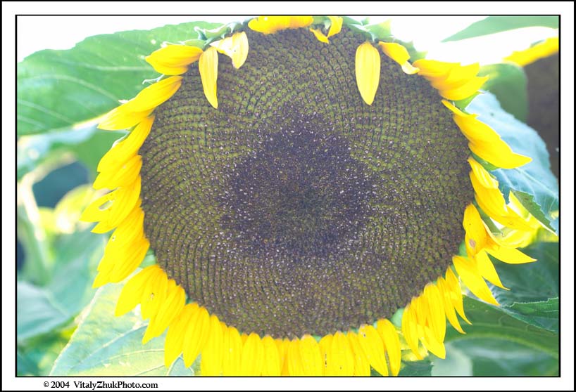 FlowersSouthwick2004 014CWX