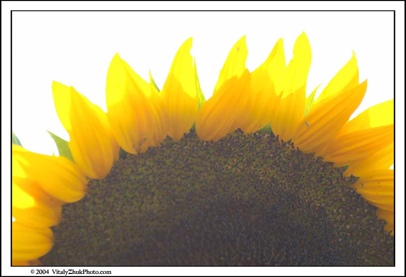 FlowersSouthwick2004 016CWX