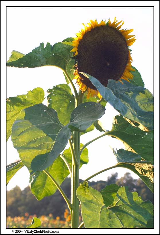 FlowersSouthwick2004 018CWX