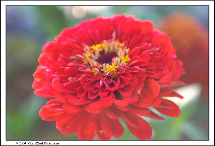 FlowersSouthwick2004 022CWX