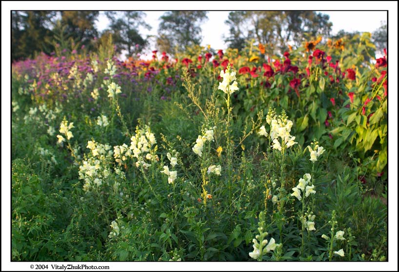FlowersSouthwick2004 024CWX