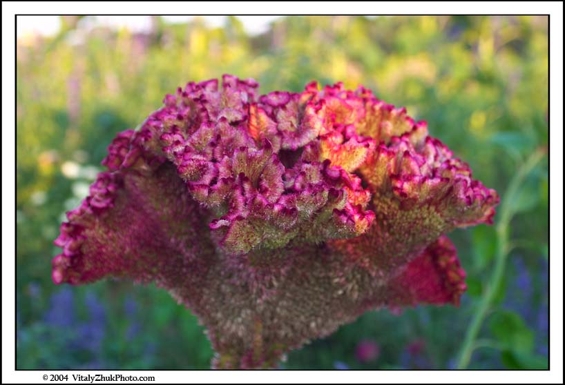 FlowersSouthwick2004 027CWX