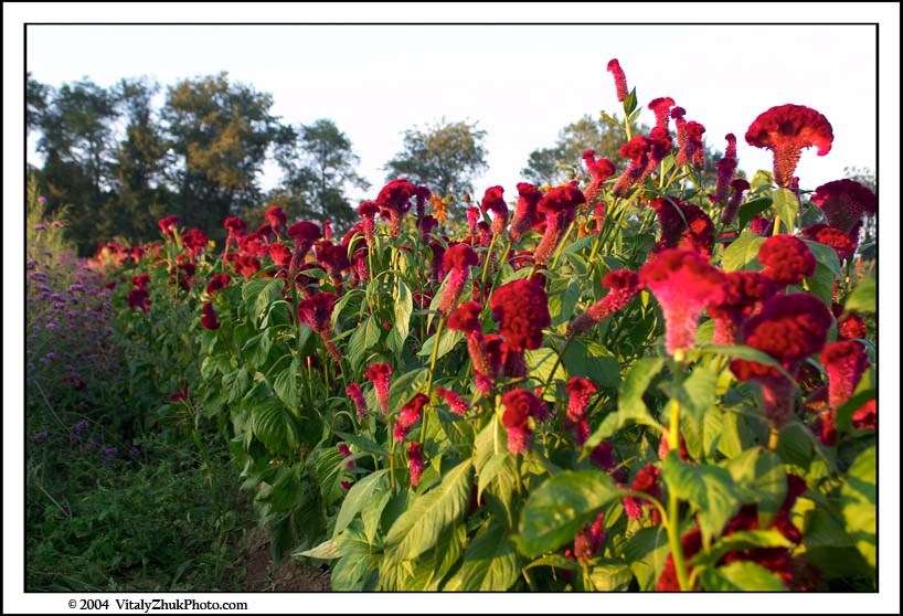 FlowersSouthwick2004 032CWX