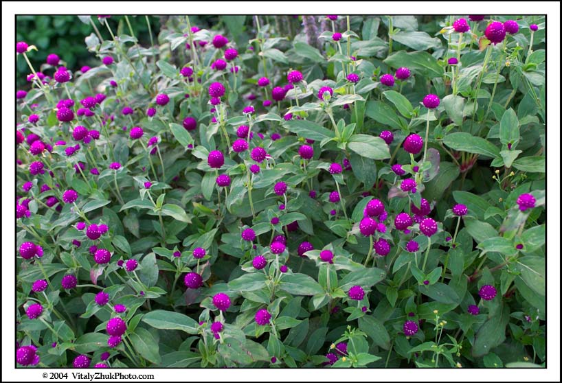 FlowersSouthwick2004 037CWX