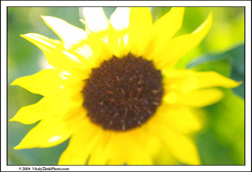 FlowersSouthwick2004 046CWX