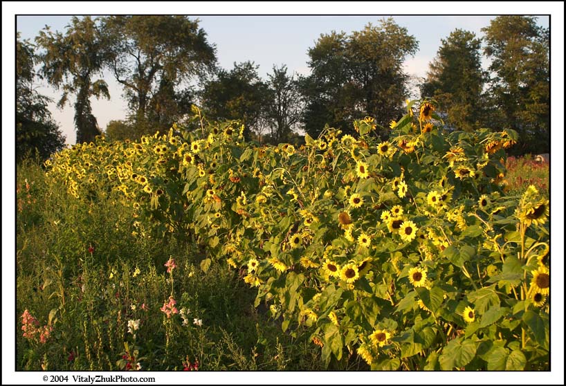 FlowersSouthwick2004 048CWX