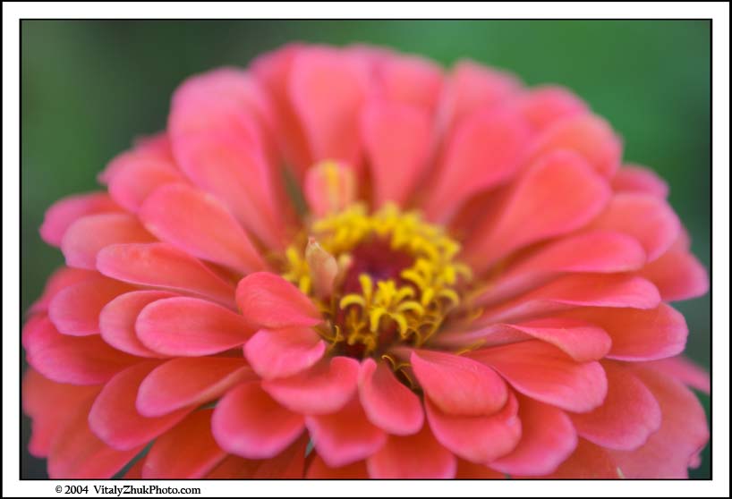 FlowersSouthwick2004 056CWX