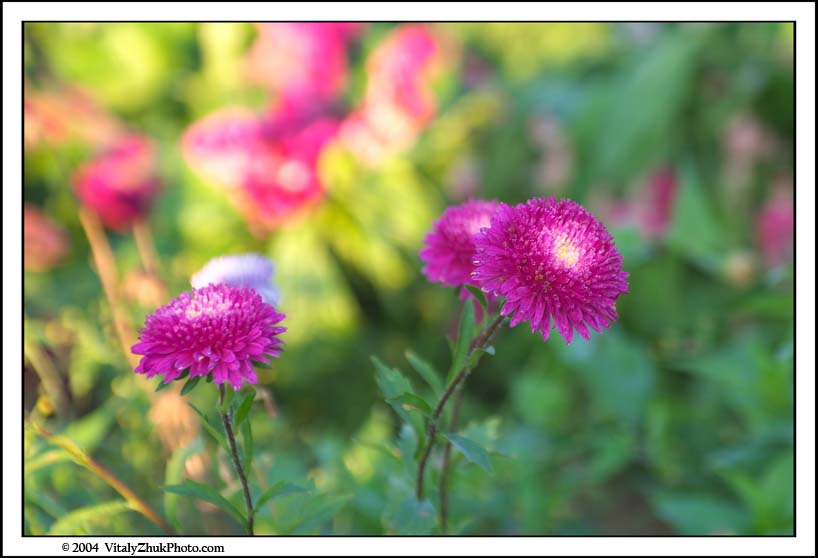 FlowersSouthwick2004 057CWX