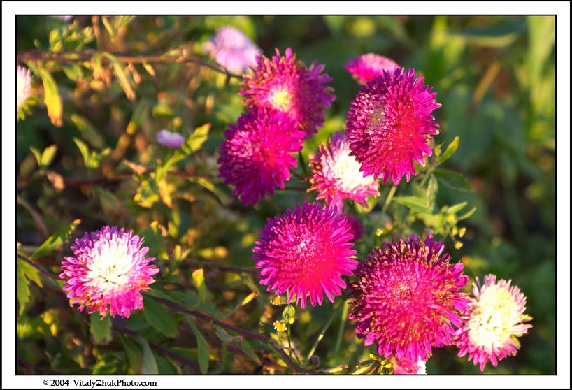 FlowersSouthwick2004 058CWX