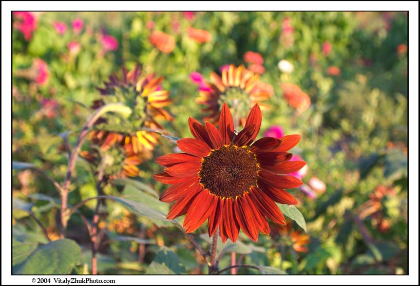 FlowersSouthwick2004 060CWX