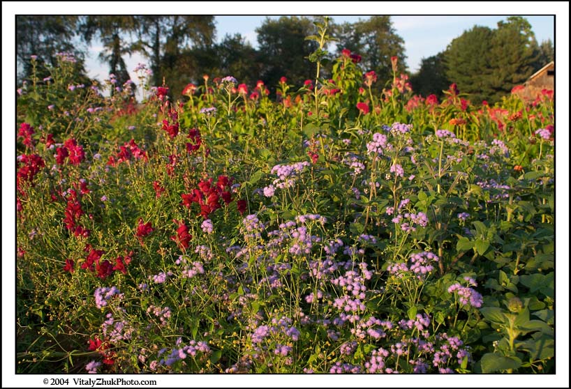 FlowersSouthwick2004 061CWX