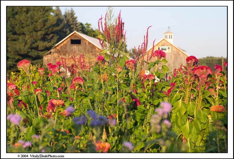 FlowersSouthwick2004 062CWX