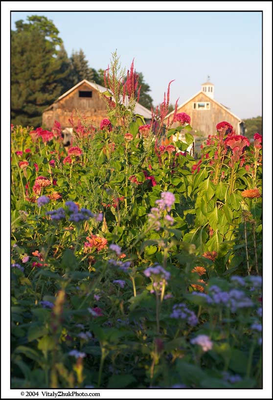 FlowersSouthwick2004 063CWX