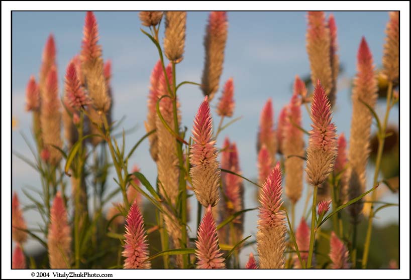 FlowersSouthwick2004 069CWX