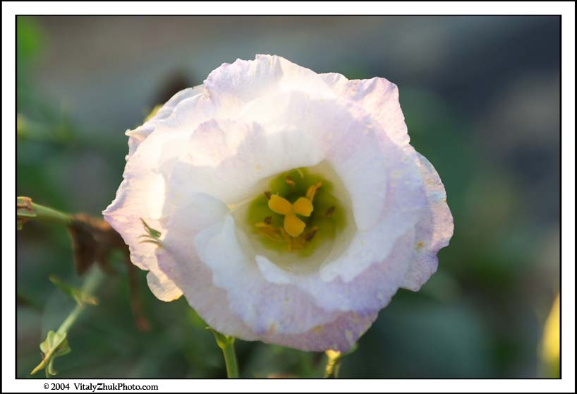 FlowersSouthwick2004 071CWX