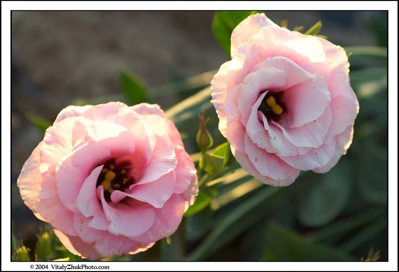 FlowersSouthwick2004 072CWX