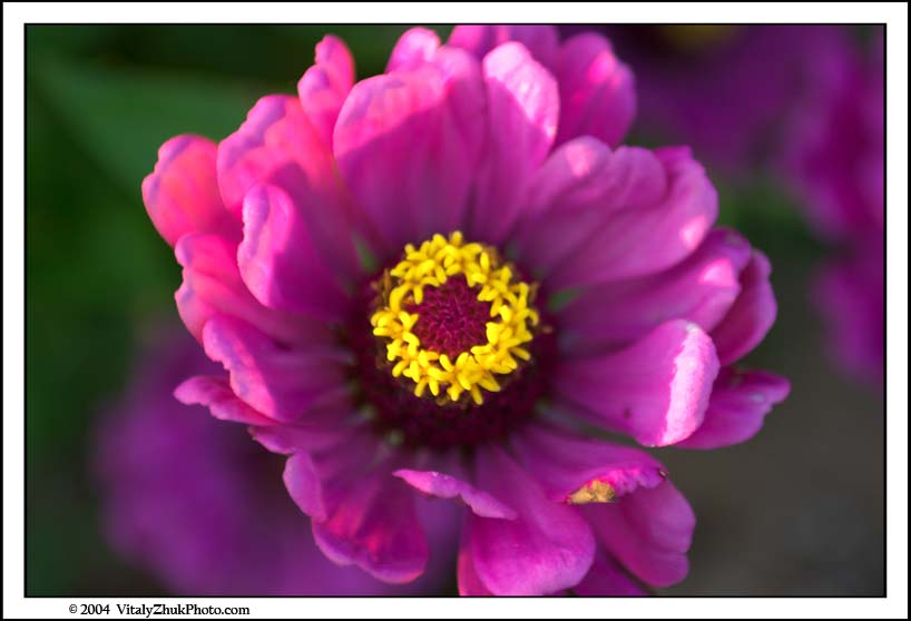FlowersSouthwick2004 077CWX