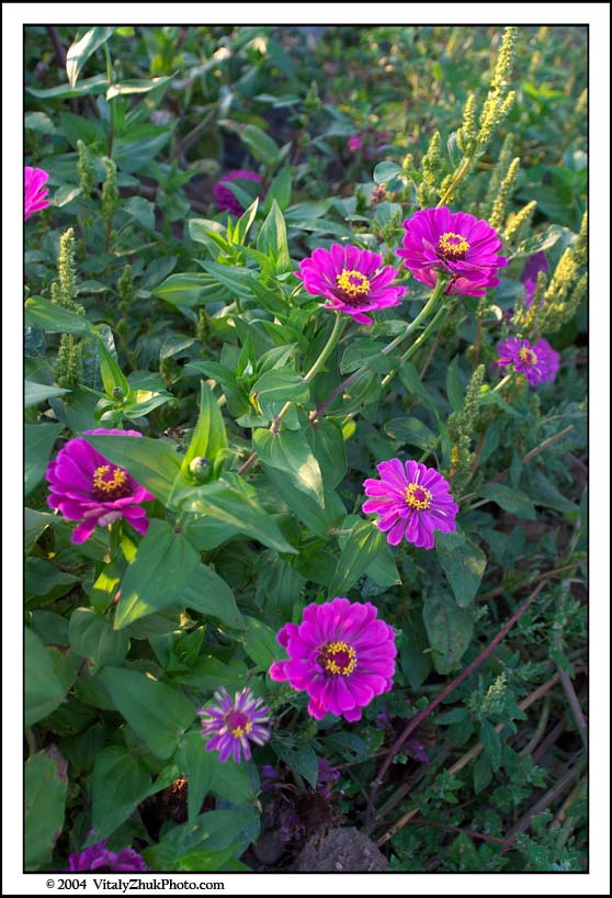 FlowersSouthwick2004 078CWX