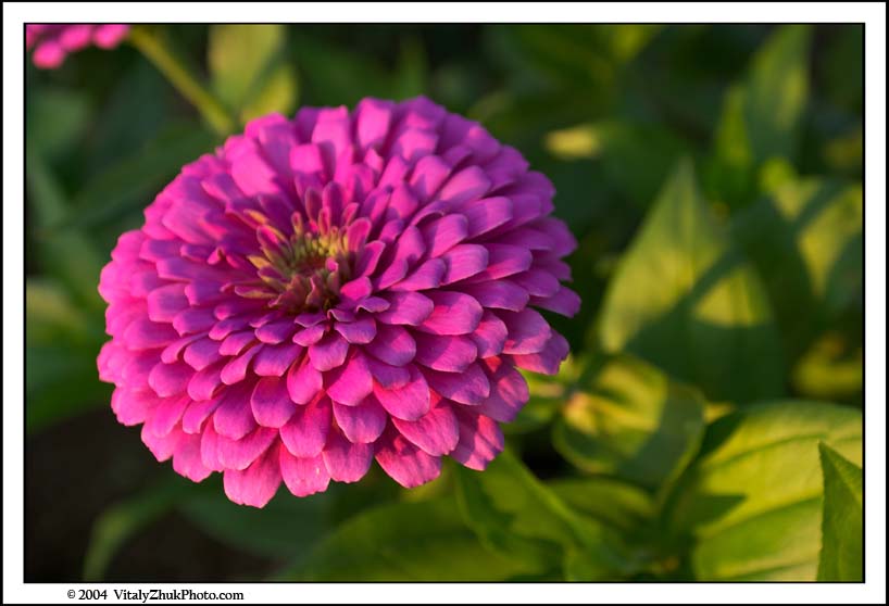 FlowersSouthwick2004 080CWX