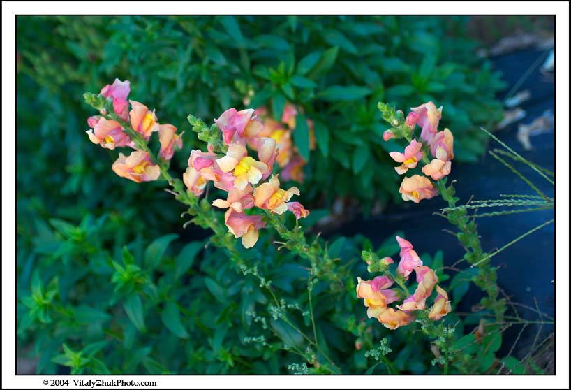 FlowersSouthwick2004 087CWX