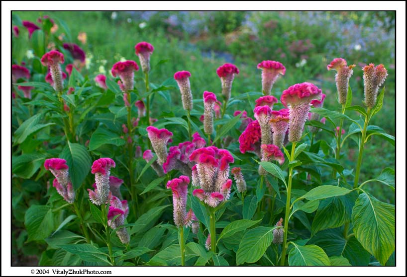 FlowersSouthwick2004 089CWX