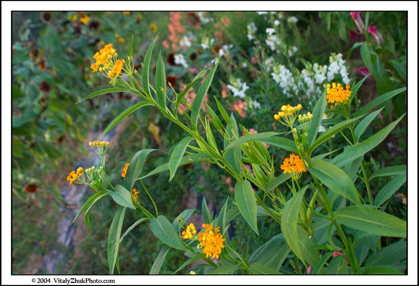 FlowersSouthwick2004 090CWX