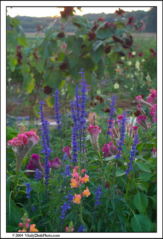 FlowersSouthwick2004 092CWX