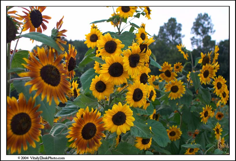FlowersSouthwick2004 099CWX