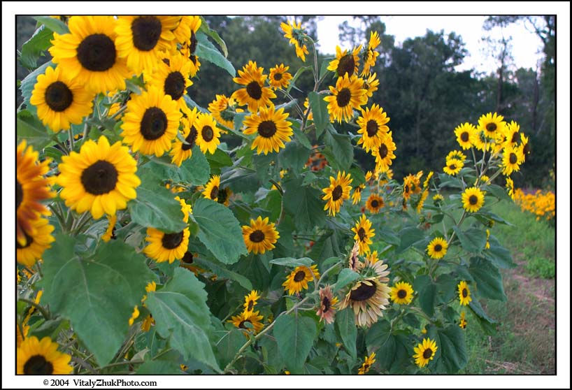 FlowersSouthwick2004 101CWX