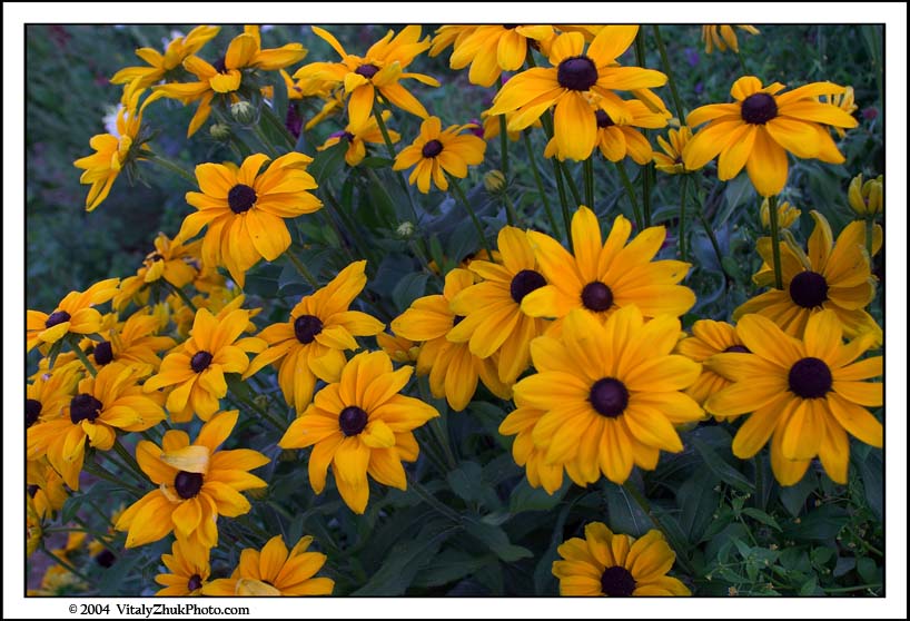 FlowersSouthwick2004 105CWX