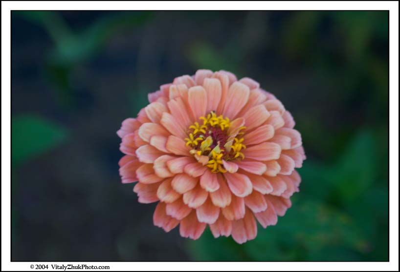 FlowersSouthwick2004 110CWX