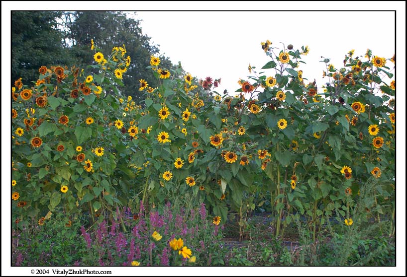 FlowersSouthwick2004 117CWX