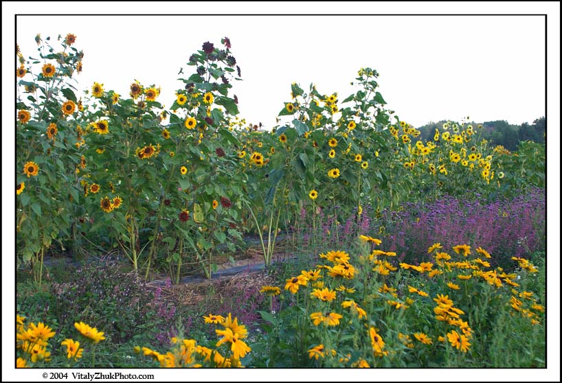 FlowersSouthwick2004 118CWX