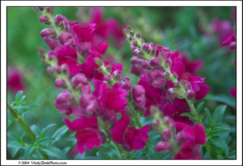 FlowersSouthwick2004 126CWX