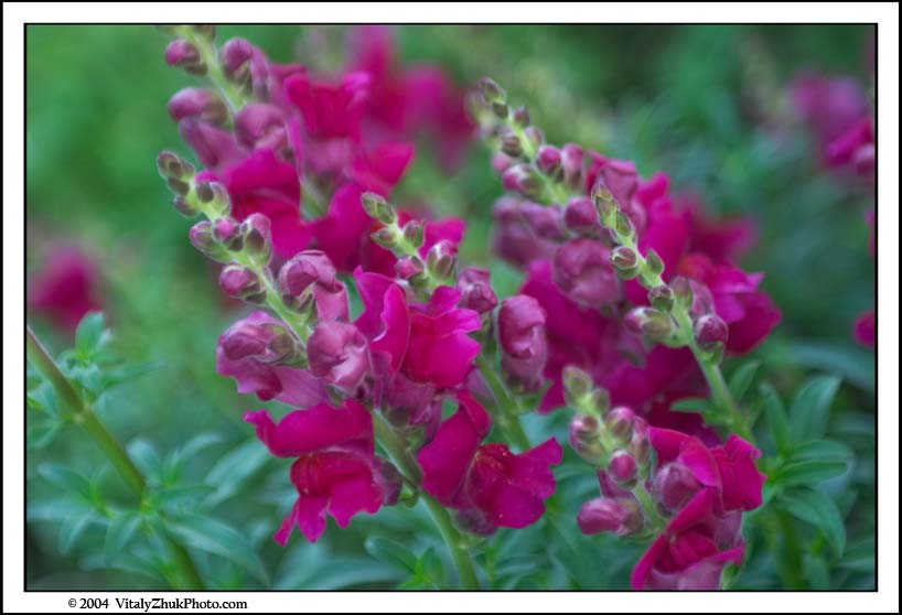 FlowersSouthwick2004 127CWX