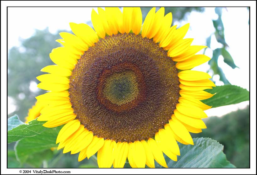 FlowersSouthwick2004 128CWX