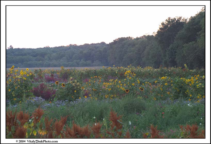 FlowersSouthwick2004 139CWX